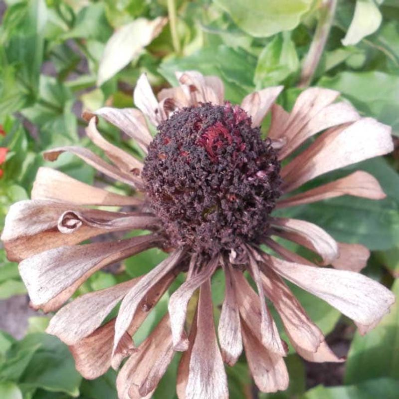 Leave Selected Flowers for Seeds and Self-Seeding