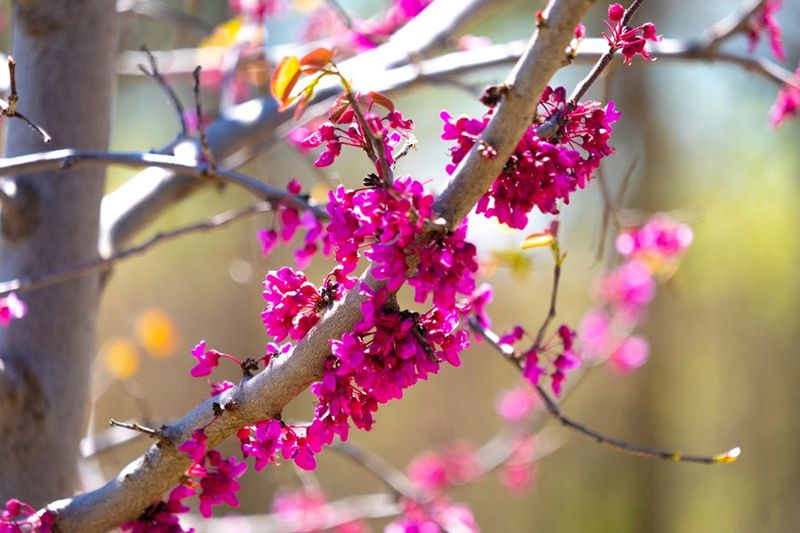 Redbud (Cercis canadensis)
