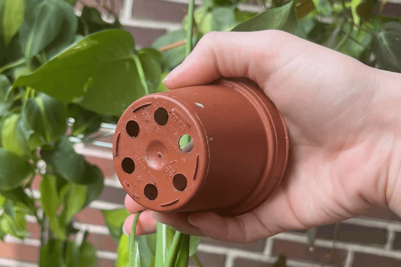 Ensure Adequate Drainage Holes
