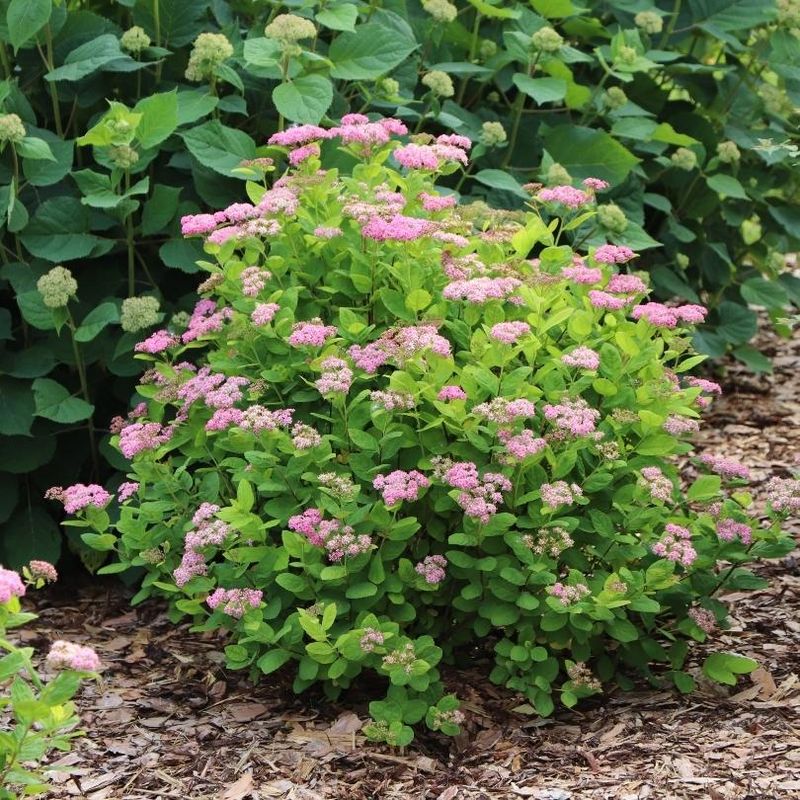 Spirea