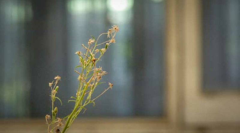 Weeds With Mature Seeds