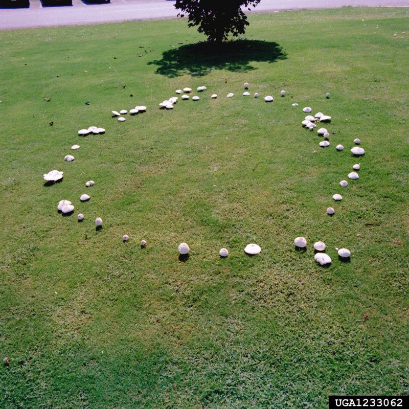 You Could Have A Fairy Ring Developing