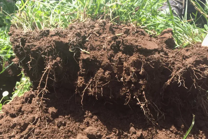 How does that nitrogen reach the grass?