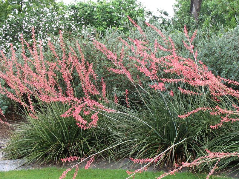 Red Yucca (Hesperaloe parviflora)