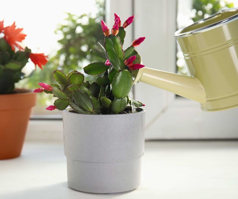 Use August to build healthy growth