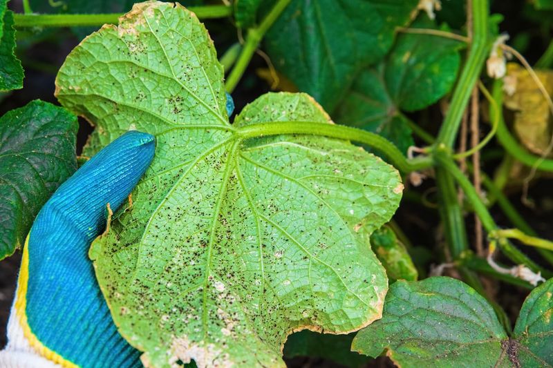 Inspect the undersides of leaves for pests