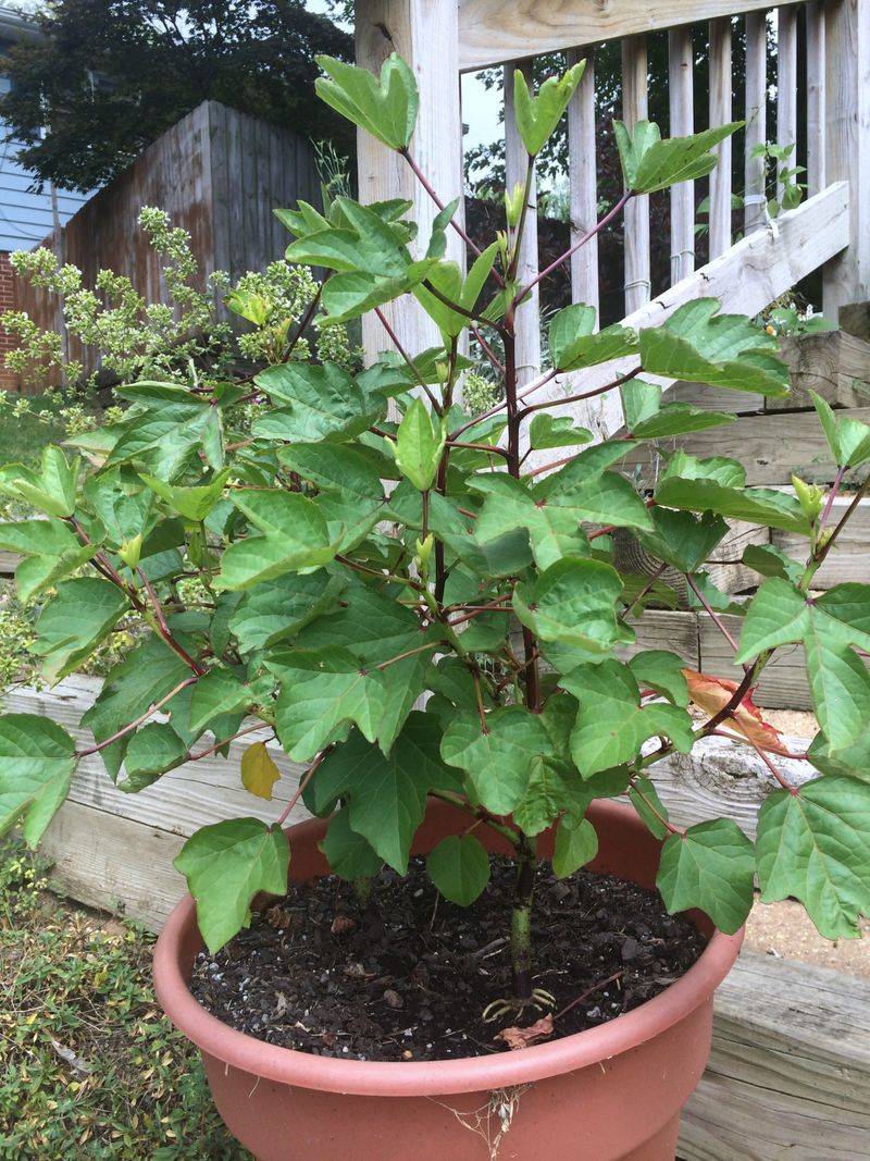 Will roselle mature before frost in your garden?