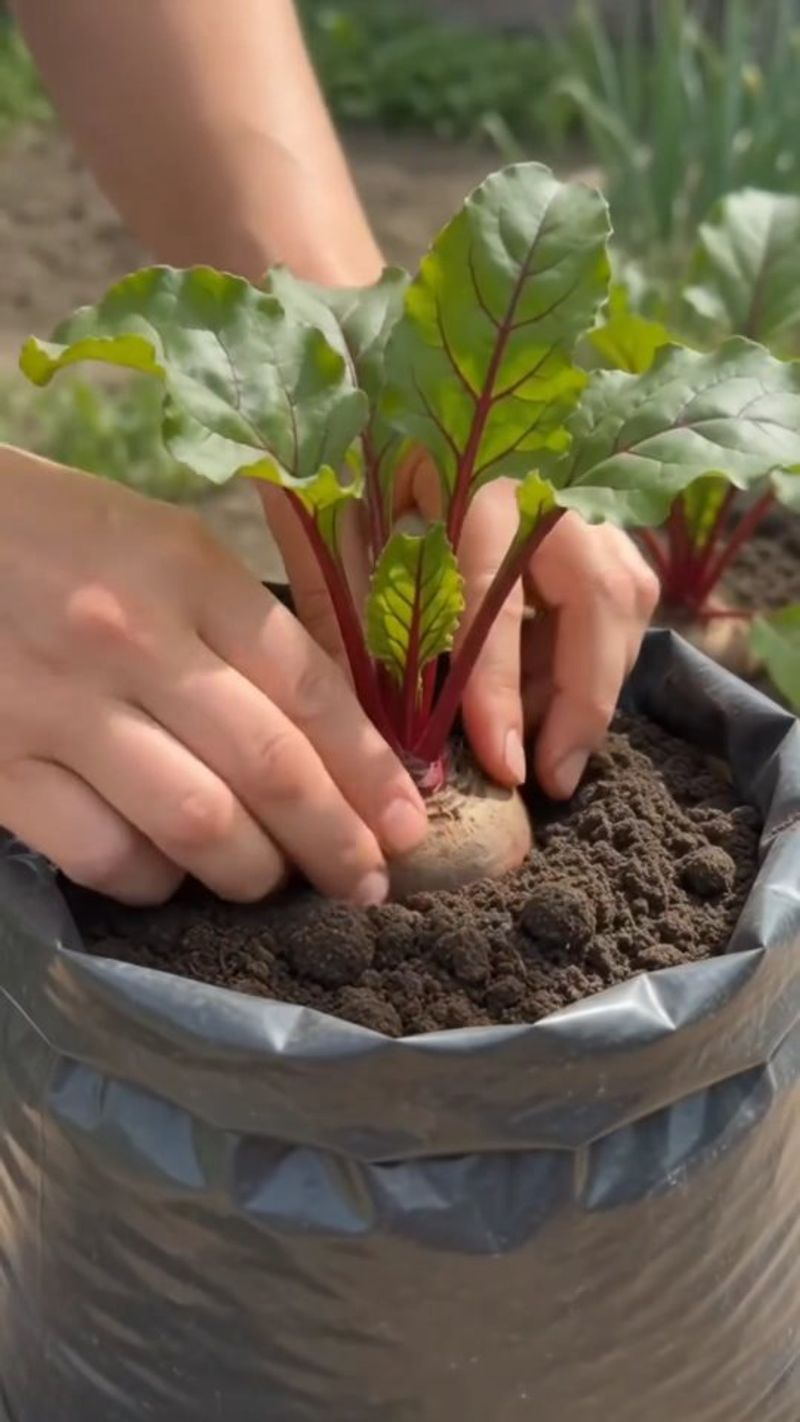 Thin seedlings and use soil tests to guide inputs