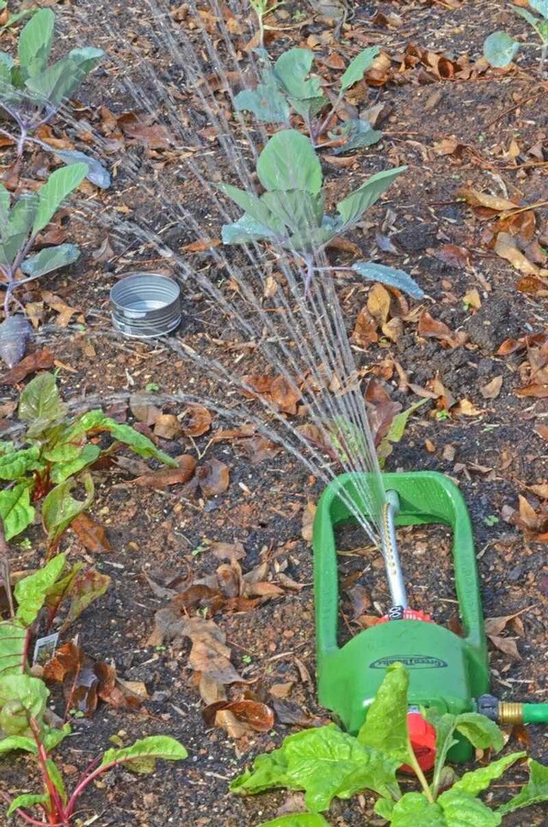 Let local conditions guide fall watering