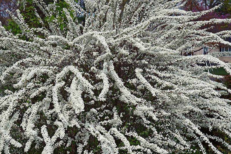 Spirea