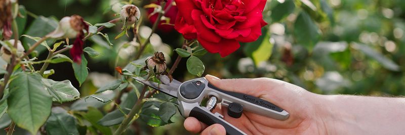 Deadhead Spent Blooms Regularly