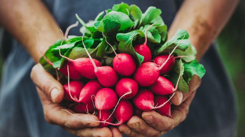 Radishes