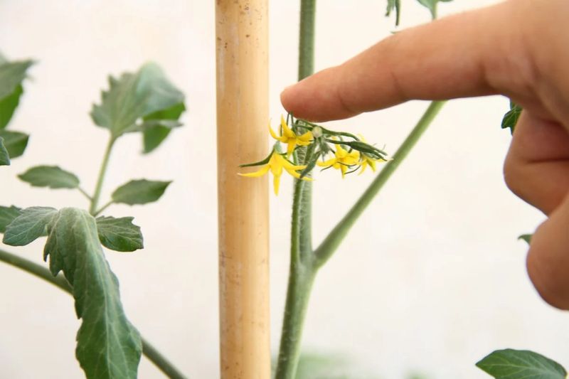 Use gentle vibration only when pollen is available
