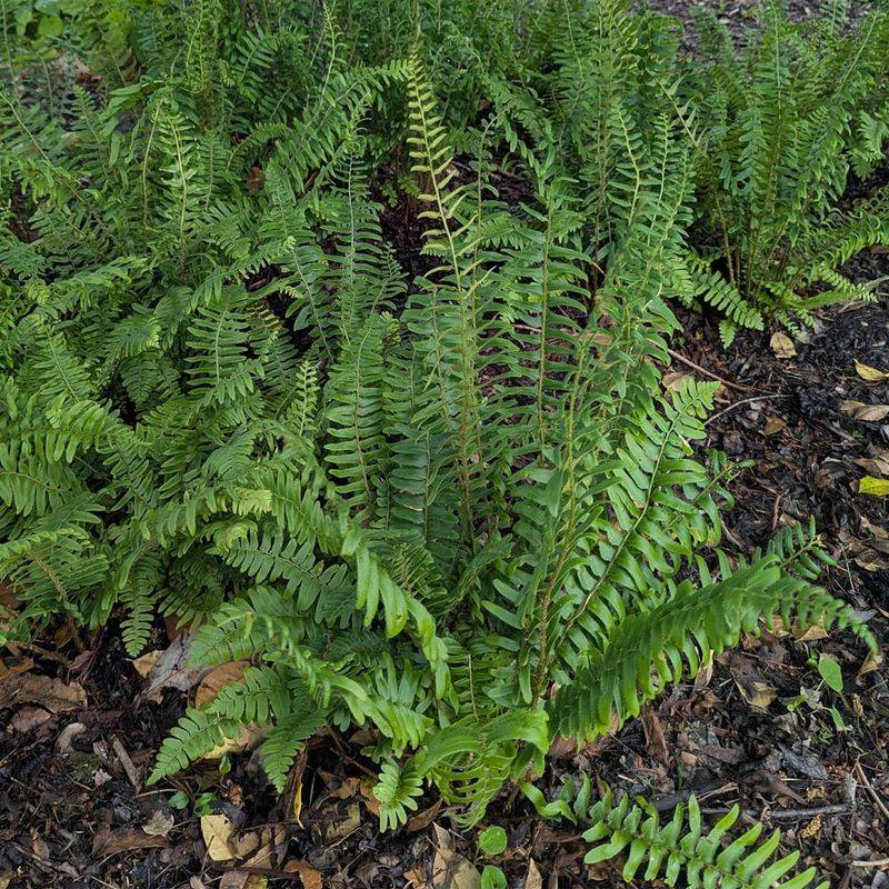 Christmas Fern (Polystichum acrostichoides)