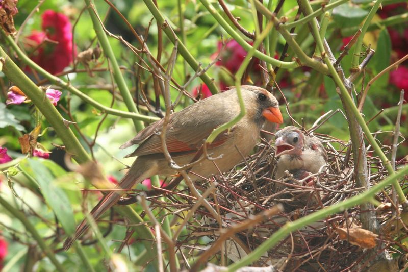 Create Dense Shelter and Nesting Habitats
