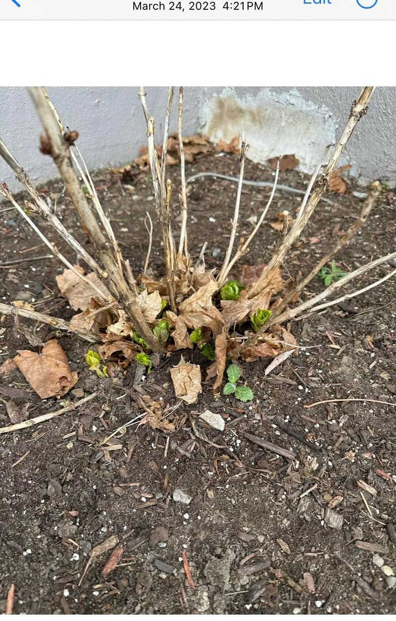Pruning at the wrong time can remove next season’s flowers
