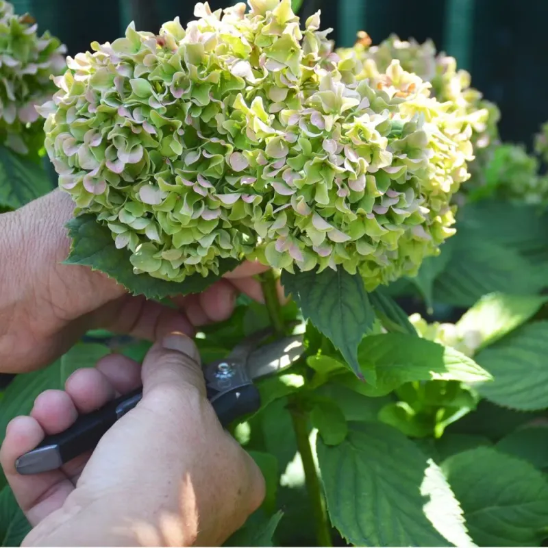 Deadheading does not mean cutting the shrub back