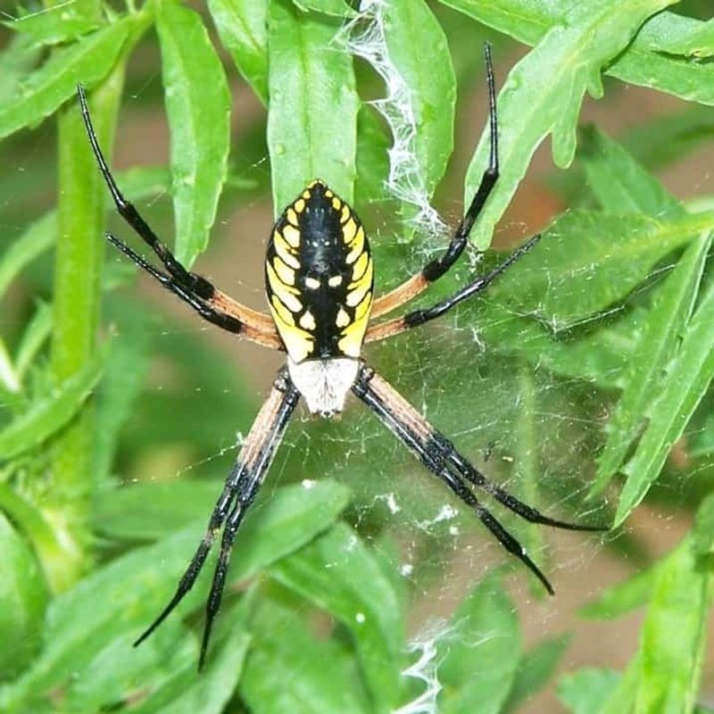 The markings may point to a familiar garden spider
