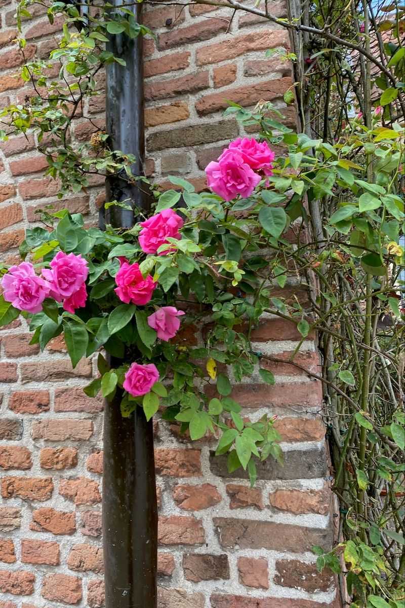 Some roses carry next year’s flowers on older canes