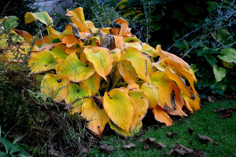 Hostas