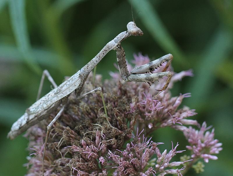 Which mantis is standing in your North Carolina bed?