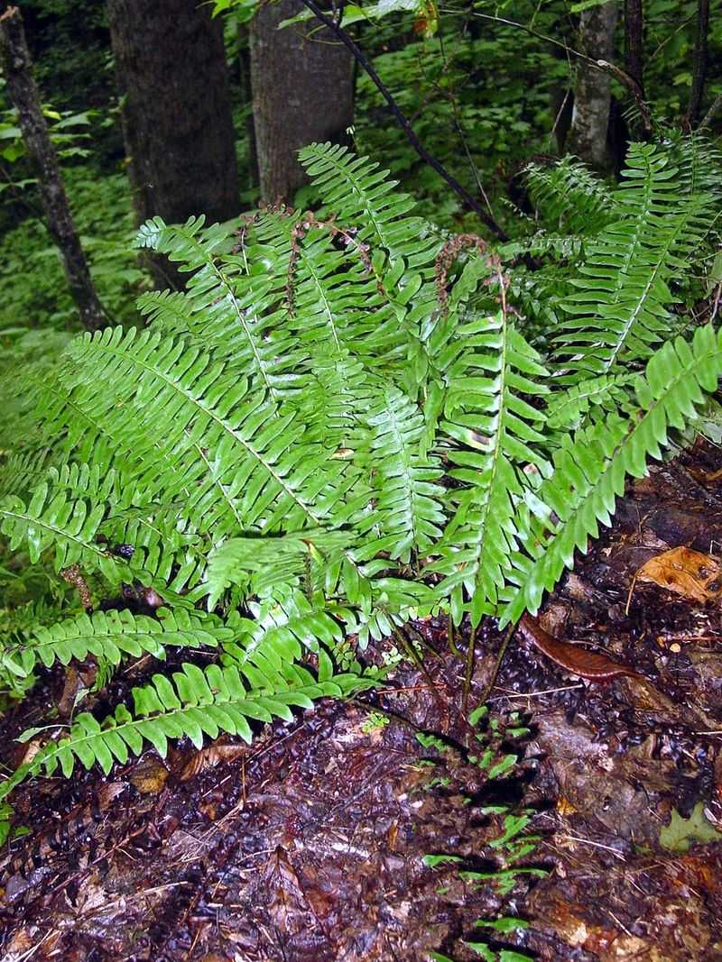Native Ferns