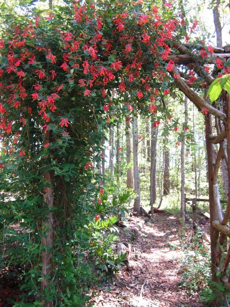Coral Honeysuckle (Lonicera sempervirens)