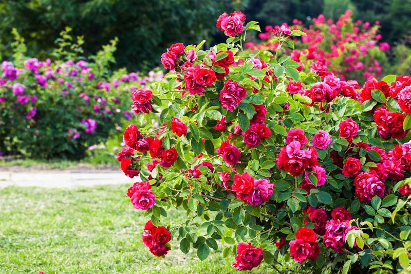 Know Which Type of Rose You Have