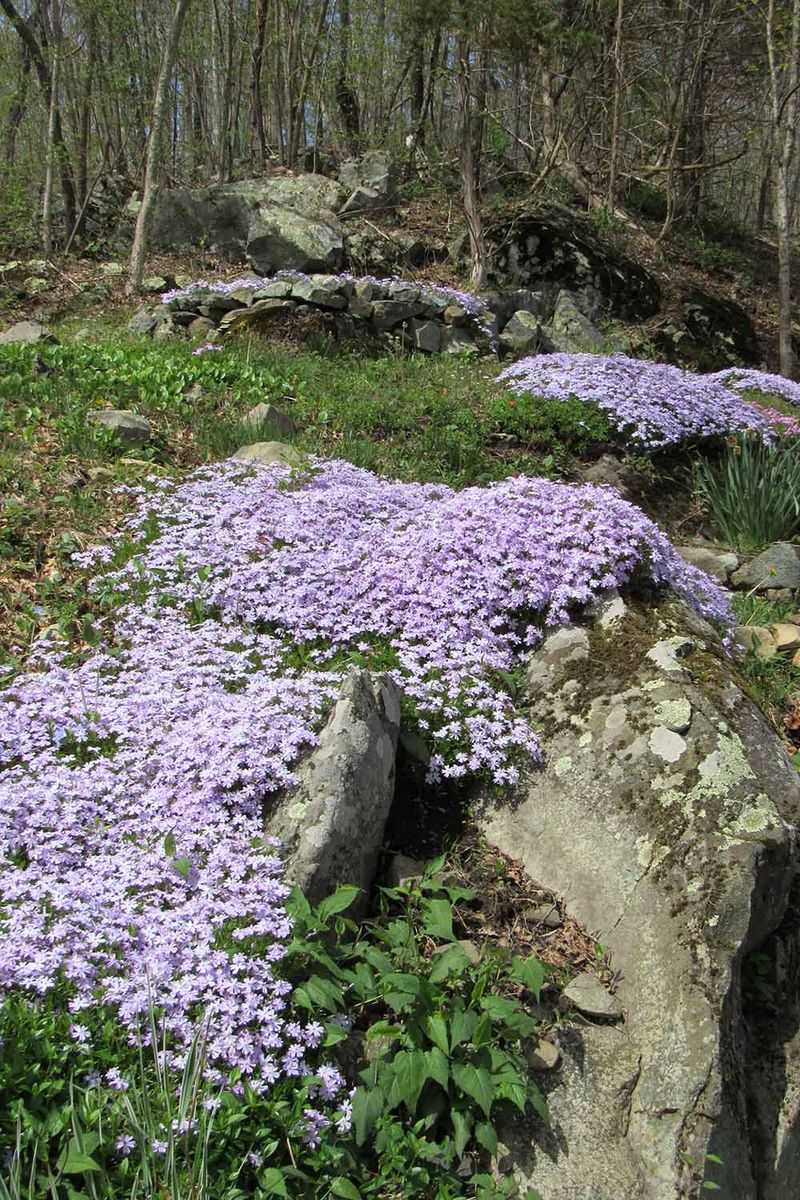 Creeping Phlox (Phlox stolonifera)