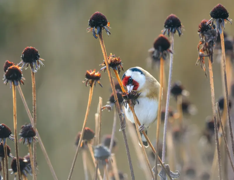 Seedheads and foliage can offer wildlife value