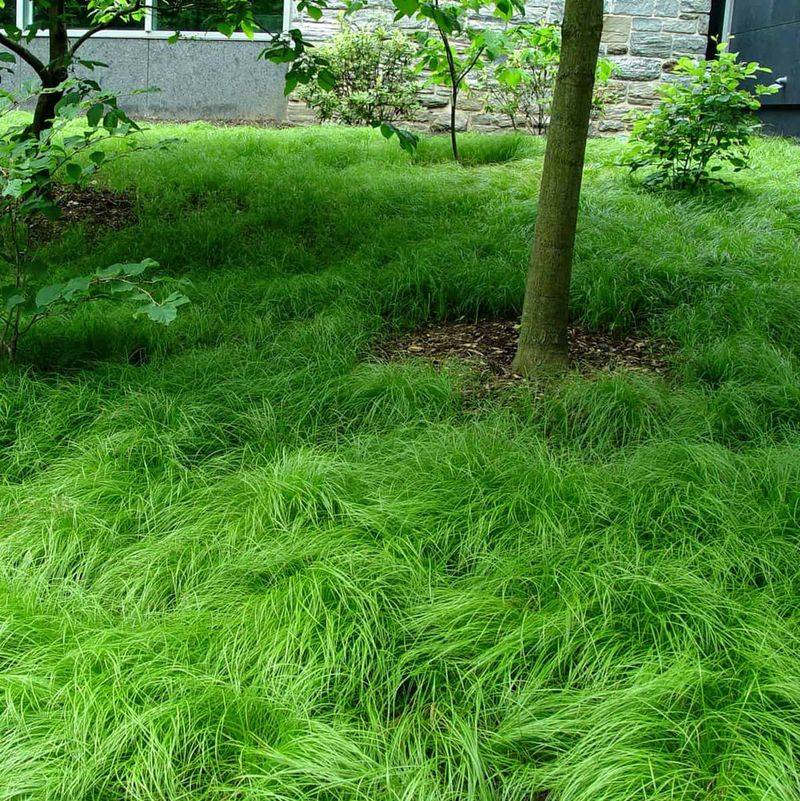 Pennsylvania Sedge