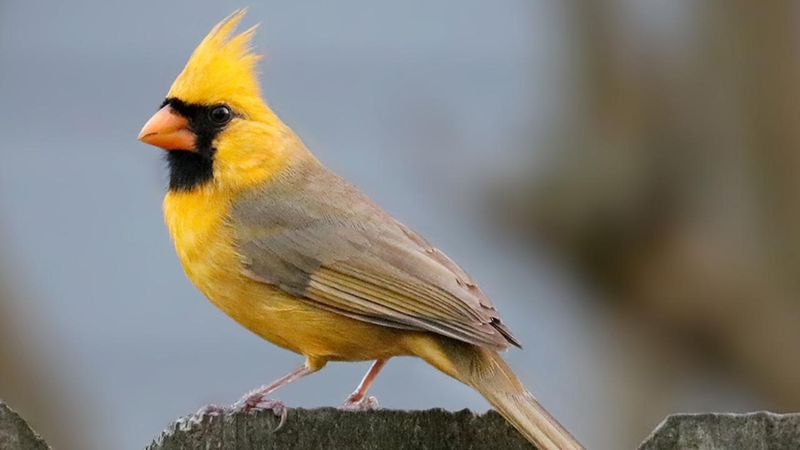 Appearance cannot settle the cause—or how rare the bird is