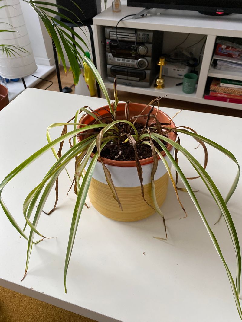 Wilting With Bone-Dry Soil