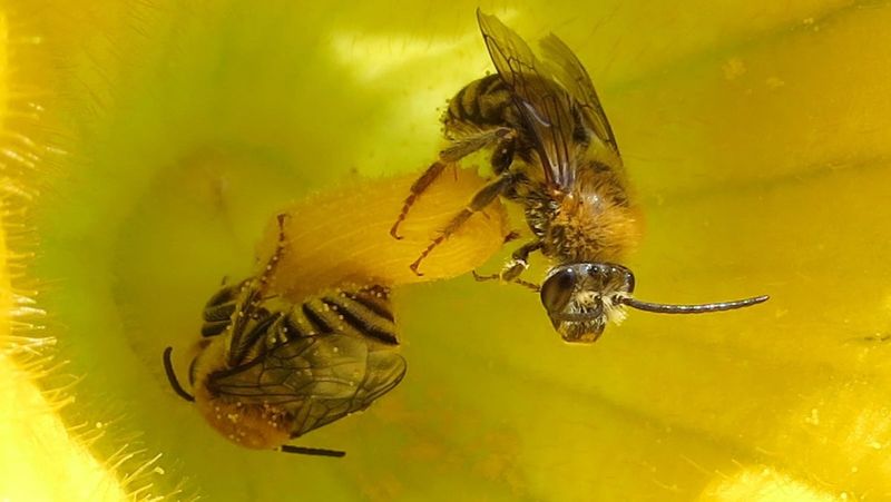 Protect the bees that normally pollinate squash