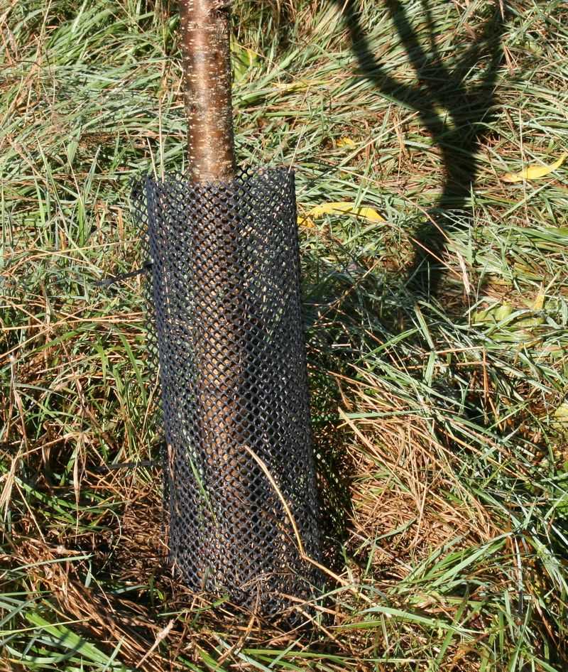 Protect individual plants before considering lethal control