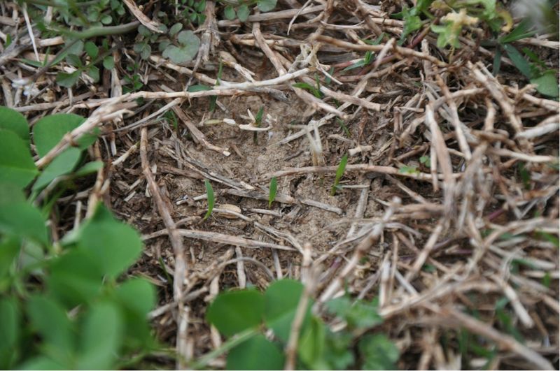 Time any spring pre-emergent to your lawn plans