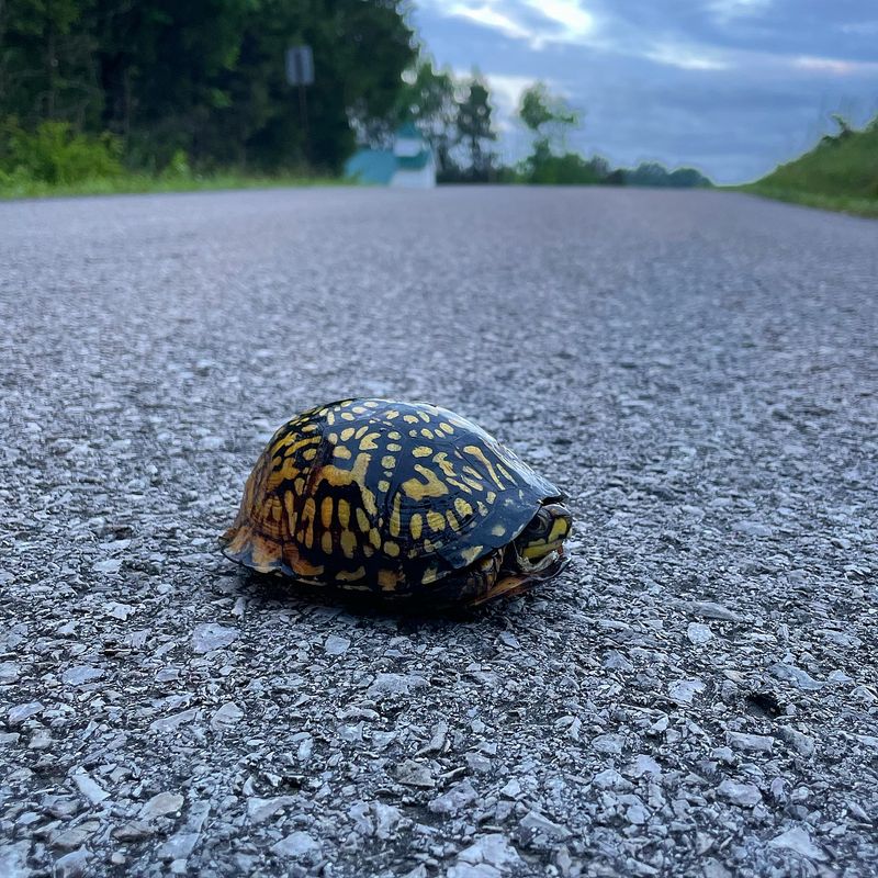 When to Move a Turtle or Seek Help