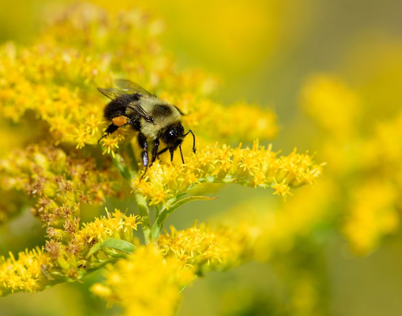 Native Bees