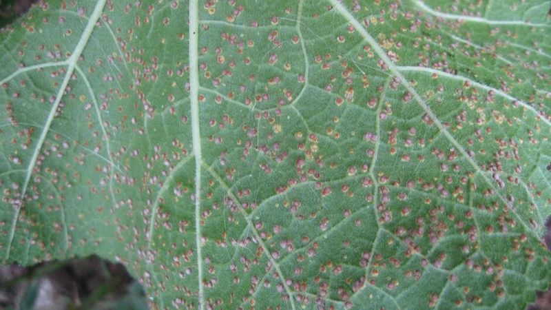 Manage rust early without promising a cure
