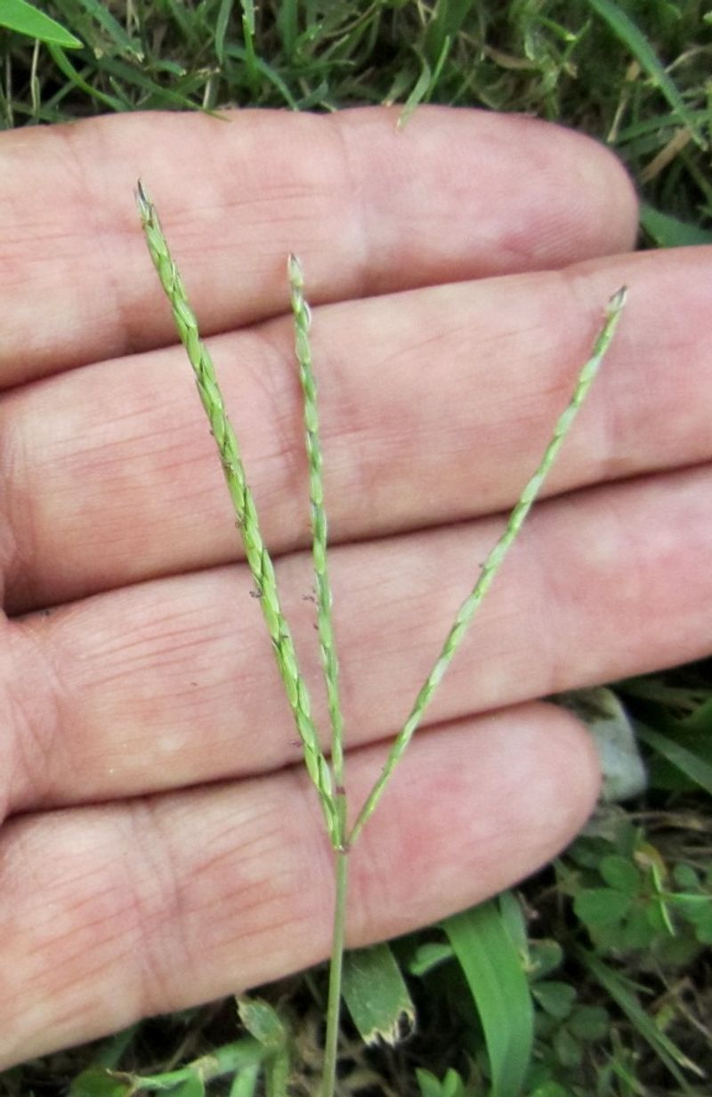 Crabgrass returns from seed
