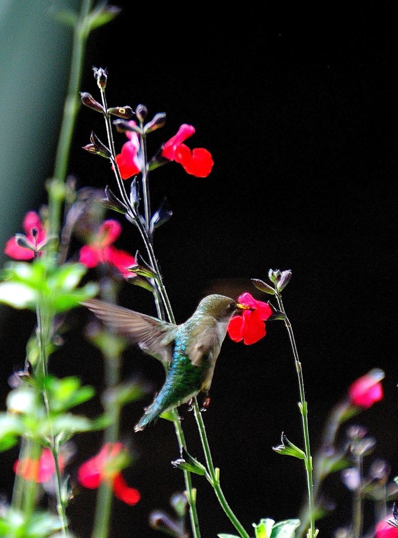 Salvia (Sage)