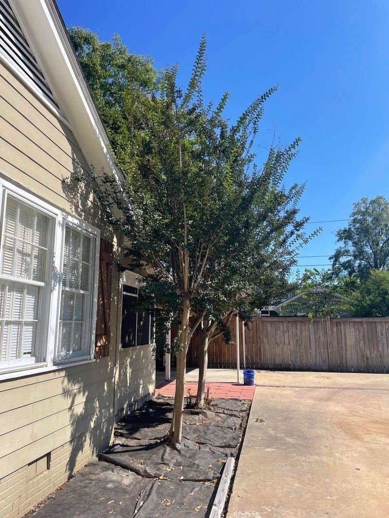 A nearby crape myrtle is a clue, not a diagnosis