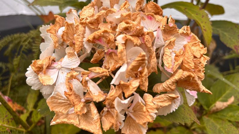 Protect from Strong, Drying Winds