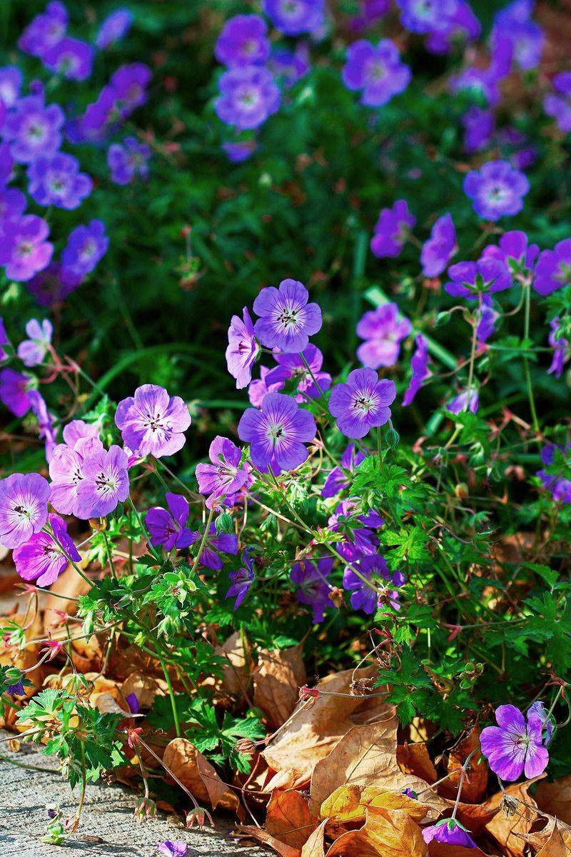 Hardy Geranium (Geranium spp.)