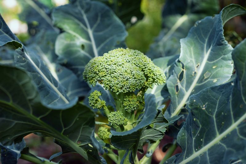 Broccoli