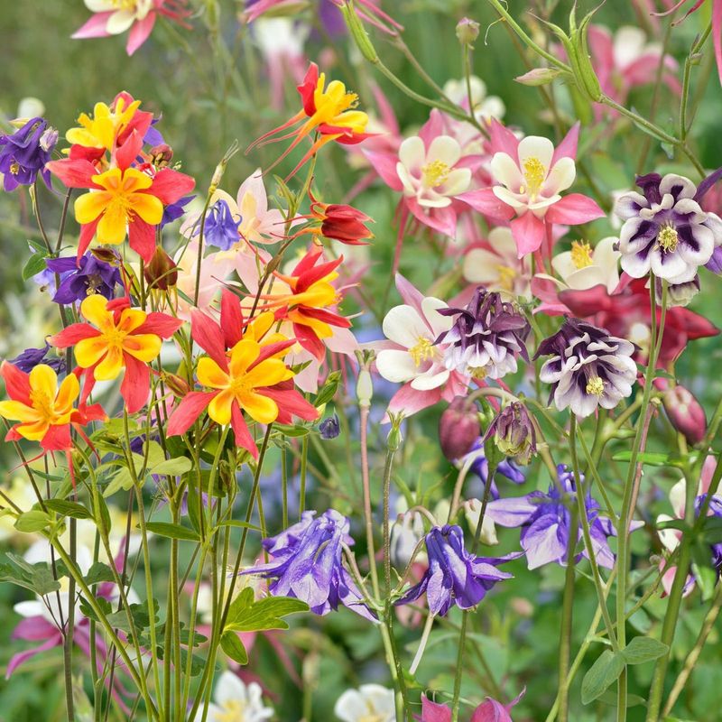 Columbine (Aquilegia)