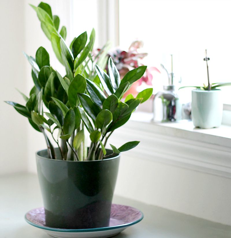 ZZ Plant
