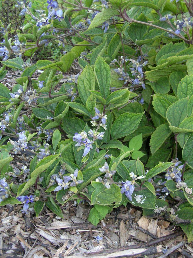 Bush Clematis (Clematis heracleifolia)