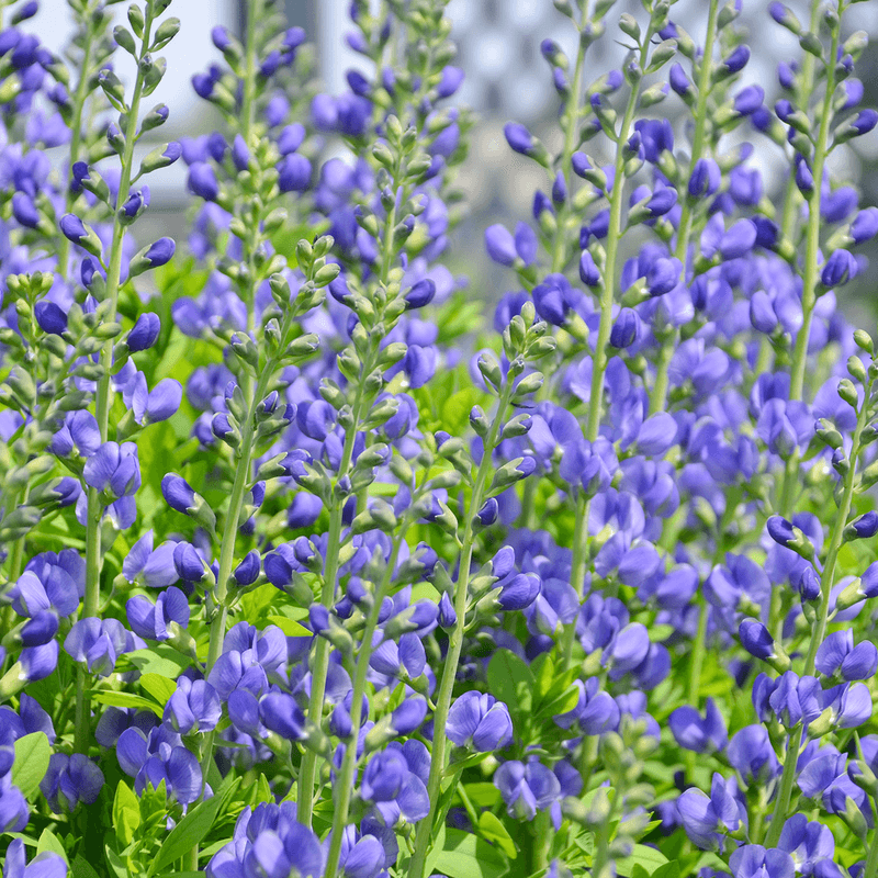 Wild Indigo (Baptisia australis)