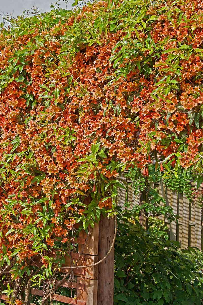 Crossvine (Bignonia capreolata)